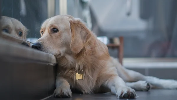 How to keep pets safe during Storm Éowyn