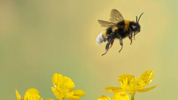 How to manage business parks for pollinators