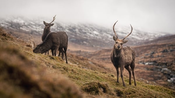 Wicklow's ambitious camera trap project