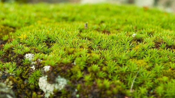 How did Irish moss play a part in both World Wars?