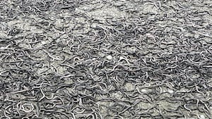 Thousands of eels found dead near Canterbury lake