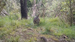 Bush 'on life support' as war on wallabies ramps up in Rotorua
