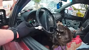 US woman charged after pet raccoon found with meth pipes
