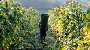Undeclared tax totalling $45m found in horticulture industry