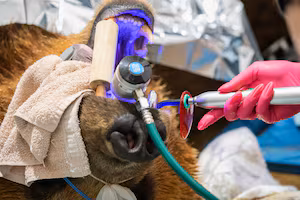 Brown bear in US fitted with the 'largest dental ever crown'